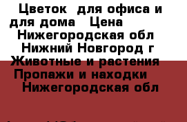 Цветок  для офиса и для дома › Цена ­ 1 000 - Нижегородская обл., Нижний Новгород г. Животные и растения » Пропажи и находки   . Нижегородская обл.